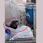 Mono cariblanco que deambulaba por el centro de Barranquilla apareció muerto