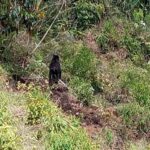 Habrían avistado un oso en zona rural del municipio de Ciudad Bolívar, Antioquia