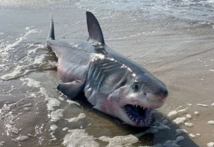 Gran tiburón blanco apareció muerto en una playa de Nueva York