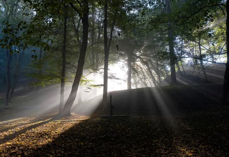 Bruselas invita a opinar sobre la idea de hacer un seguimiento de los bosques