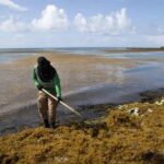 Buscan soluciones en el Caribe al sargazo, que marcó un récord histórico