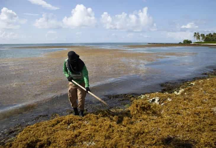 Buscan soluciones en el Caribe al sargazo, que marcó un récord histórico