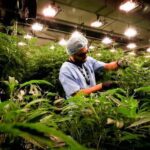 Cannabis medicinal - una industria que florece en Uruguay