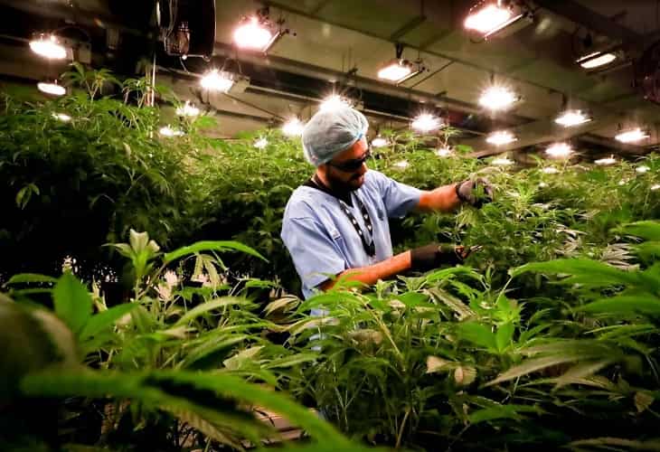 Cannabis medicinal - una industria que florece en Uruguay