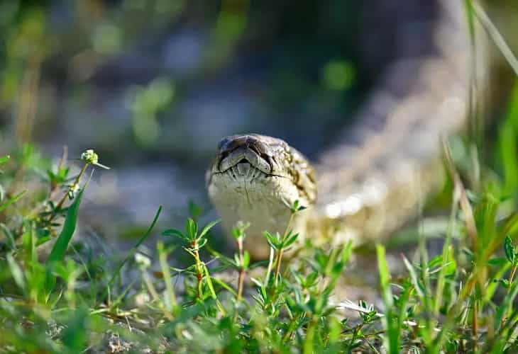 Comienza la ofensiva anual contra las pitones birmanas del sur de Florida