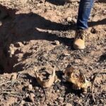 Descubren fosas clandestinas con 11 cadáveres en oeste mexicano (1) (1)