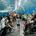 El mundo busca cerrar por fin un tratado para proteger la alta mar