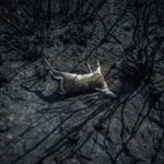 El mundo debe prepararse para un posible “final climático”, alertan los expertos (1)