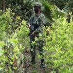 Suspensión del monitoreo satelital de cultivos ilícitos en Colombia: ¿Un revés en la estrategia antidrogas?- La Policía colombiana cambia su estrategia de erradicación de cultivos ilícitos-estados unidos