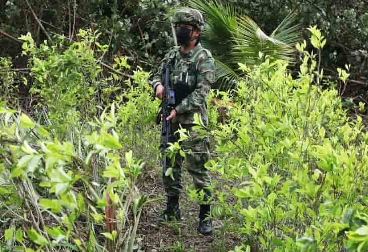 La Policía colombiana cambia su estrategia de erradicación de cultivos ilícitos
