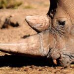 La caza de rinocerontes por sus cuernos disminuye, pero la especie sigue en peligro