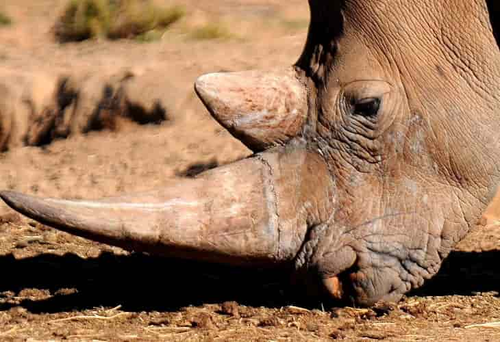 La caza de rinocerontes por sus cuernos disminuye, pero la especie sigue en peligro