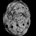 La criatura que pudo ser el primer abuelo del ser humano pierde su título