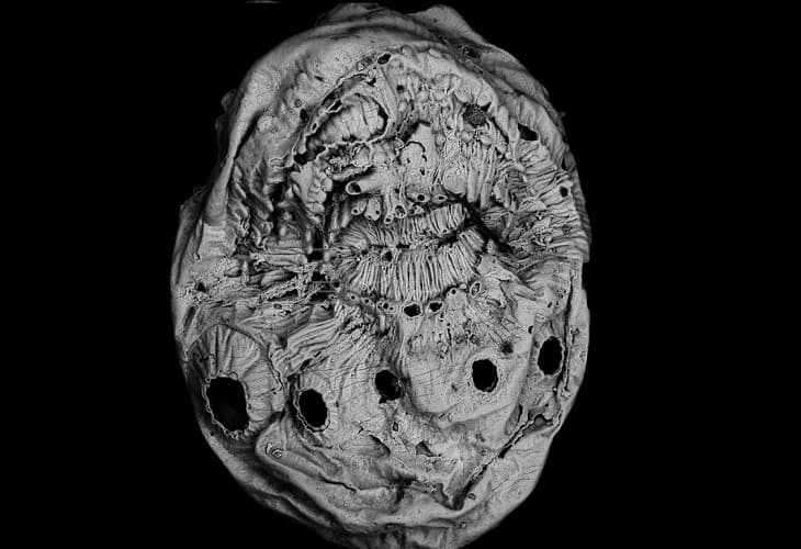 La criatura que pudo ser el primer abuelo del ser humano pierde su título