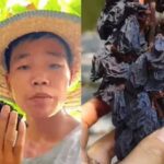 Las altas temperaturas en China convierten cultivo de uvas en pasas