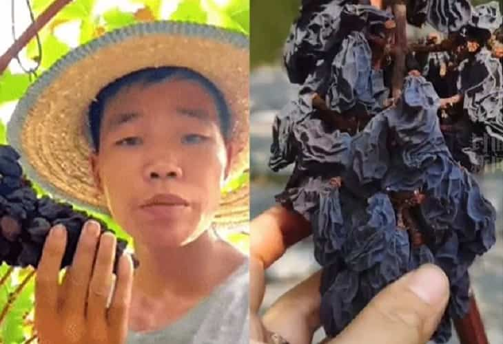 Las altas temperaturas en China convierten cultivo de uvas en pasas