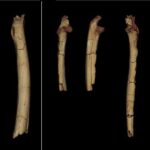 Los antepasados humanos caminaban sobre dos piernas hace 7 millones de años