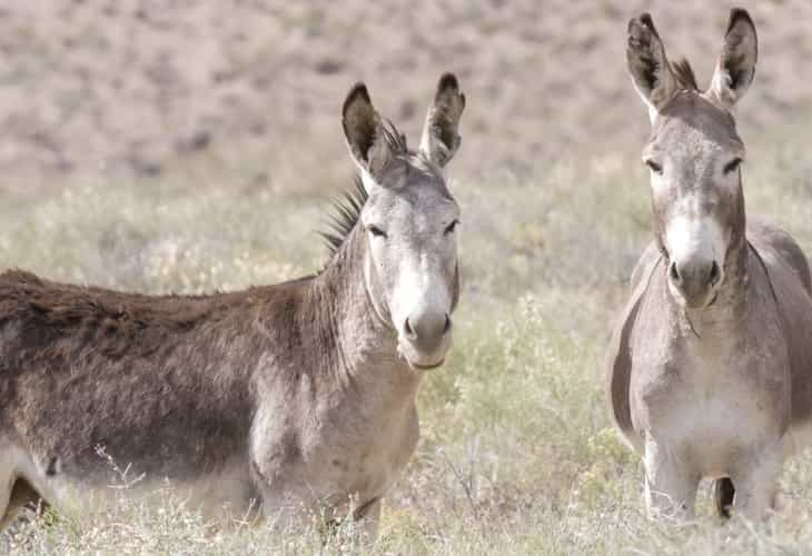 Los burros salvajes se convierten en alimento para pumas en California