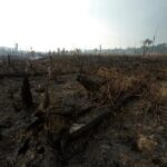Los incendios en la Amazonia brasileña crecieron un 7,9 % en julio (1)