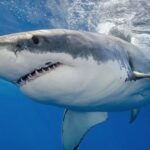 Los tiburones amenazados del Mediterráneo se capturan más en zonas protegidas