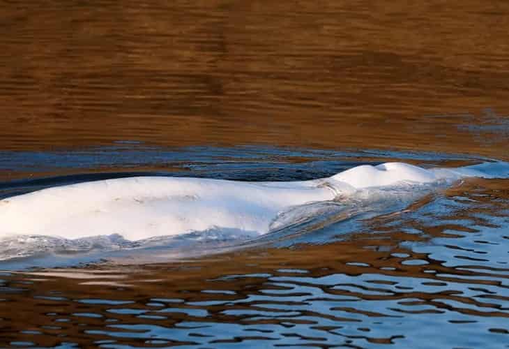Muere la ballena beluga de 800 kilos rescatada en el Sena