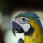 Nidos artificiales para salvar al guacamayo verde en los bosques de Panamá
