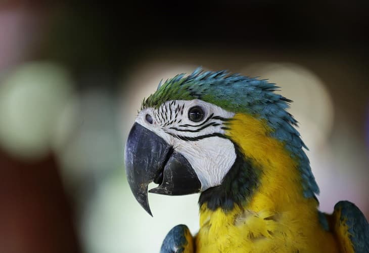 Nidos artificiales para salvar al guacamayo verde en los bosques de Panamá