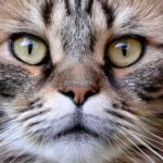 Prueban con éxito una vacuna contra el coronavirus para animales