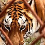 Salvan a tres tigres en el centro de México que sufrieron maltrato en refugio