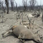 Suben a al menos 37 los muertos por los incendios forestales de Argelia