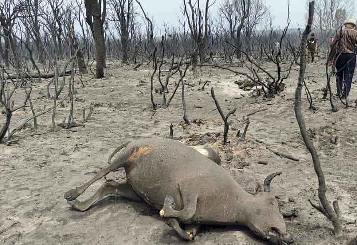 Suben a al menos 37 los muertos por los incendios forestales de Argelia