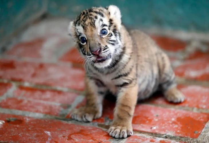 Un cachorro de tigre de Bengala llega al Zoológico Nacional de Cuba (1)