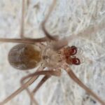 Una investigación describe a tres nuevas especies de arañas en las Islas Galápagos