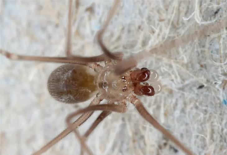 Una investigación describe a tres nuevas especies de arañas en las Islas Galápagos