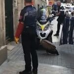 Rescatado un buitre que paseaba por el centro de Madrid, España