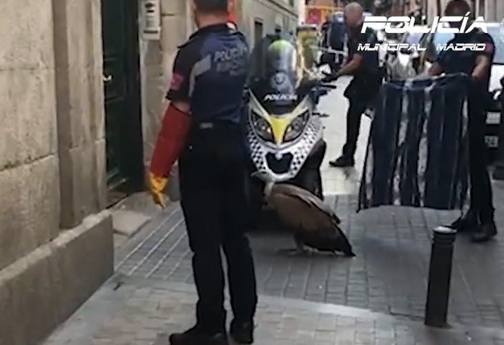 Rescatado un buitre que paseaba por el centro de Madrid, España
