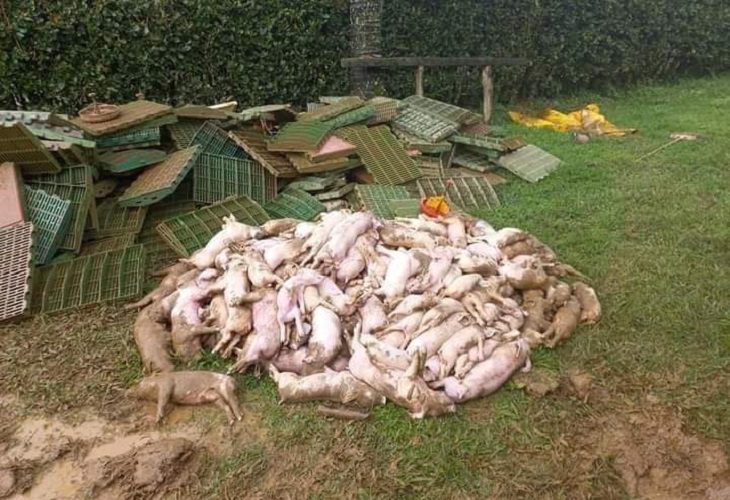 Casi 500 cerdos murieron por inundación de una granja en Betania, Antioquia