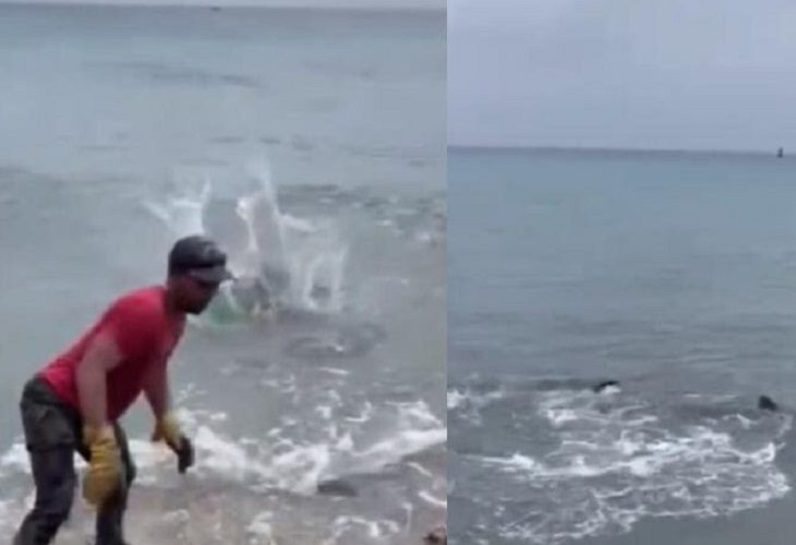 Usan perros como carnadas para atraer a tiburones, en Isla de San Andrés