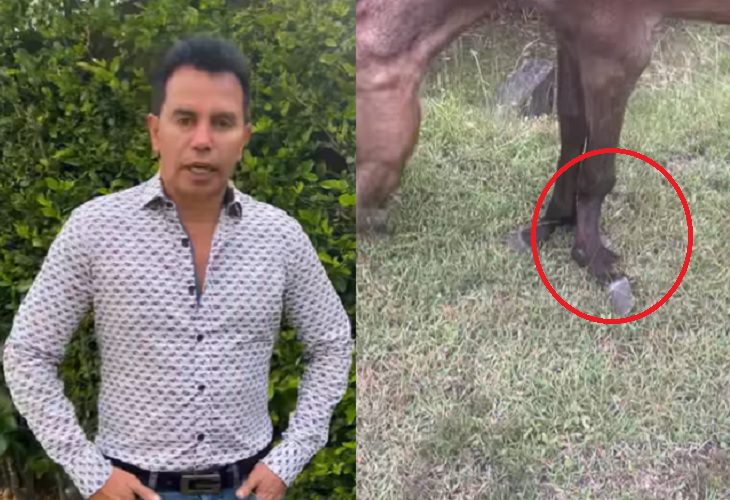 Jhonny Rivera pide colaboración para la operación de un sufrido caballo