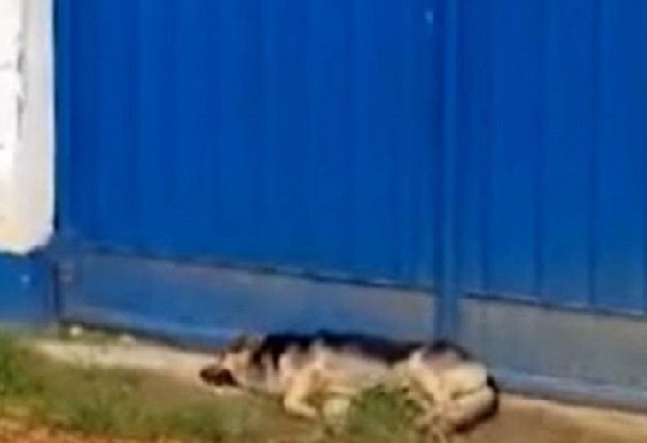 Perro ha esperado por más de una semana a su dueño afuera de la cárcel de Pitalito