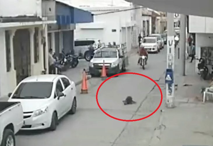 Perrito sufre fracturas tras ser lanzado de un piso 3, en Santa Marta