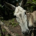 El burro se domesticó hace más de 7.000 años en África