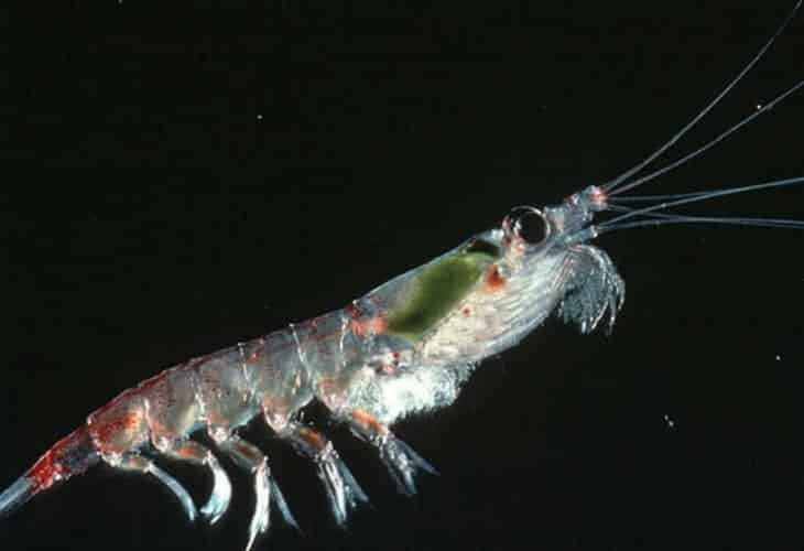 Estudio advierte una drástica disminución del krill antártico para el año 2100