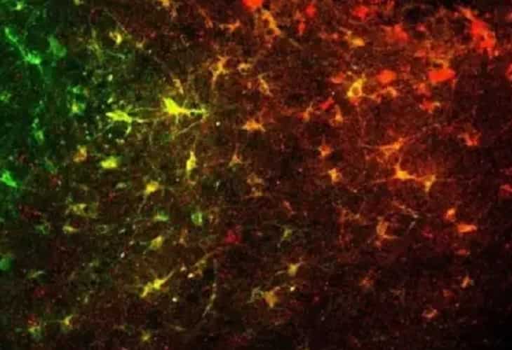 Identifican redes neuronales que ayudan a entender la depresión y adicciones