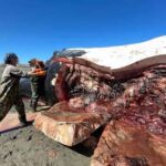 Investigan la repentina aparición de siete ballenas muertas en la costa argentina
