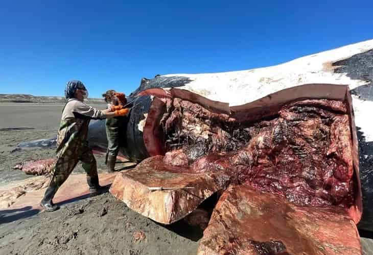 Investigan la repentina aparición de siete ballenas muertas en la costa argentina
