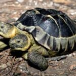 Janus, la tortuga bicéfala del Museo de Historia Natural de Ginebra, celebra su 25 cumpleaños