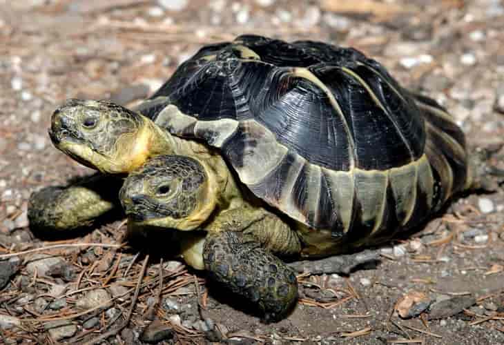 Janus, la tortuga bicéfala del Museo de Historia Natural de Ginebra, celebra su 25 cumpleaños