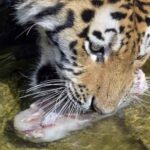 La población de tigres creció un 40 % a nivel mundial en 12 años, según Putin