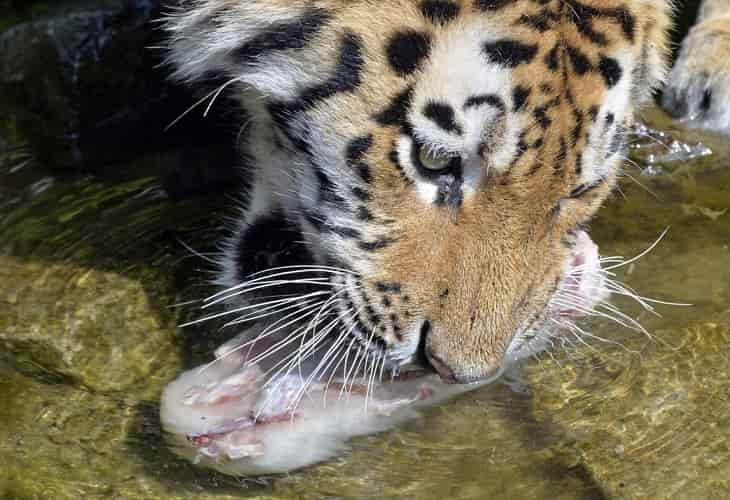 La población de tigres creció un 40 % a nivel mundial en 12 años, según Putin